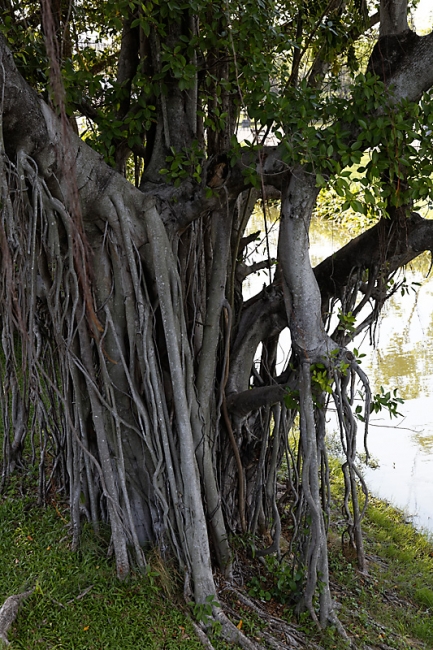 Suan Luang-JUN14-077